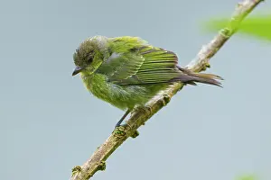Ecuadoran: Black-capped Tanager