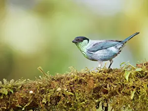 Tanagers: Black Capped Tanager - male Tangara heinei Ecuad
