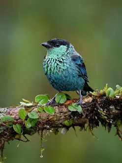 Shade: Black-capped Tanager (Stilpnia heinei), under dr