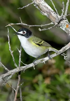 Atricapilla: Black-capped Vireo