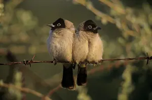 Bulbul: Black-capped / White-eyed BULBUL