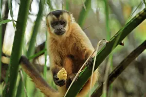 Sapajus: Black Capuchin / Black-horned Capuchin - with a
