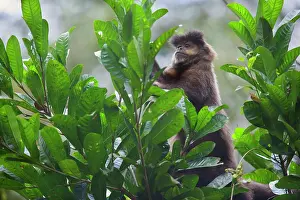 Subtropical: Black Capuchin / Black-horned Capuchin - adult