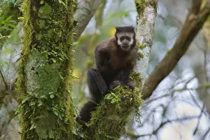 Subtropical: Black Capuchin / Black-horned Capuchin - adult