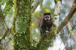 Subtropical: Black Capuchin / Black-horned Capuchin - adult