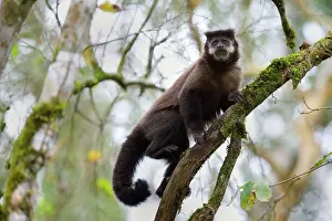 Subtropical: Black Capuchin / Black-horned Capuchin - adult
