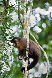 Subtropical: Black Capuchin / Black-horned Capuchin - adult