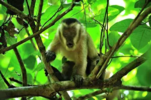 Sapajus: Black Capuchin / Black-horned Capuchin - juvenile