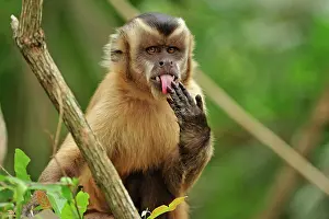 Sapajus: Black Capuchin / Black-horned Capuchin - licking