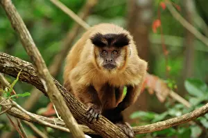 Sapajus: Black Capuchin / Black-horned Capuchin - male Pantanal