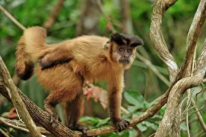 Sapajus: Black Capuchin / Black-horned Capuchin - male Pantanal