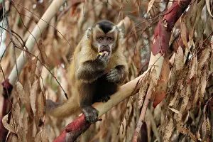 Sapajus: Black Capuchin / Black-horned Capuchin Pantanal
