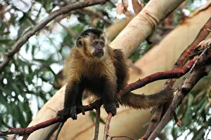 Sapajus: Black Capuchin / Black-horned Capuchin Pantanal