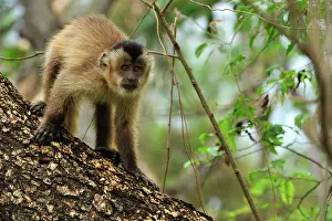 Sapajus: Black Capuchin / Black-horned Capuchin Pantanal