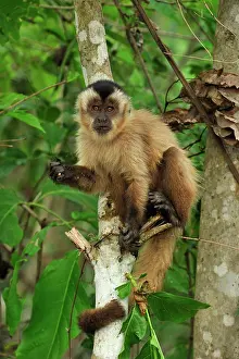 Sapajus: Black Capuchin / Black-horned Capuchin Pantanal
