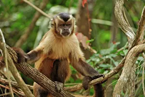 Sapajus: Black Capuchin / Black-horned Capuchin Pantanal