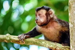 Facial: Black capuchin monkey on the trees of the Brazilian