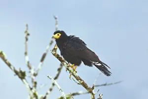 Ecuadoran: Black Caracara