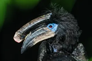 Wattled: Black-casqued Hornbill / black-casqued wattled hornbill