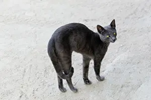 Startled: Black cat