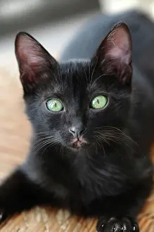 Felines: Black Cat