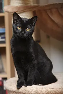 Shor: Black Cat Bombay in his cat tree