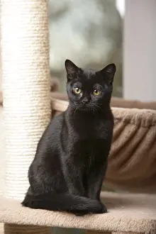 Shor: Black Cat Bombay in his cat tree