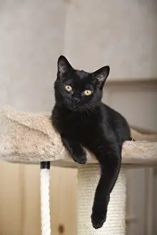 Shor: Black Cat Bombay lying in his cat tree