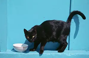 Supernatural: BLACK CAT- at bowl, side profile