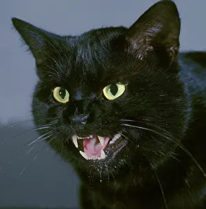 Supernatural: Black Cat - close-up of face, snarling