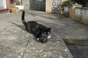 Windows: Black cat eating a blackbird who hit a window