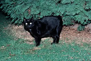 Shining: Black CAT - Eyes shining in dark