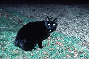 Shining: Black CAT - with eyes shining in the dark