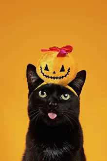 Show: Black cat (Felis silvestris catus), shows tongue, in studio