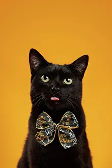 Copyspace: Black cat (Felis silvestris catus), wearing an orange Hallow