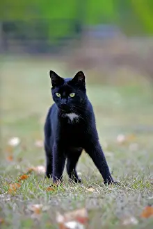 Backyard: Black Cat hunting in backyard, alert