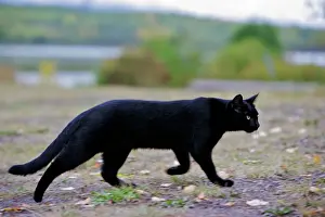 Focused: Black Cat hunting, focused