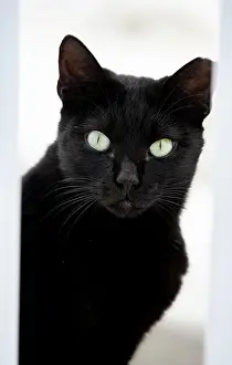 Center: Black cat looking out between white fence, animal