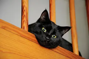 230518: Black cat peering through railings