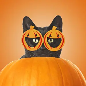 280219: Black cat in a pumpkin wearing pumkin glasses
