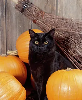 Supernatural: Black Cat - with pumpkins & broomstick