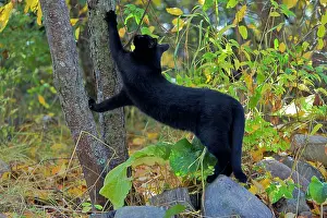 Clawing: Black Cat scratching tree with sharp claws