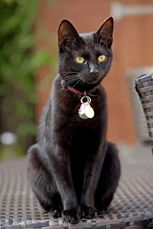 Magnetic: Black Cat - sitting outside wearing a magnetic