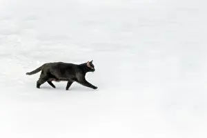 Wester: Black cat walking on a snow layer, Rehna, Mecklenburg-Wester