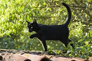 Roofs: Black cat walking on a wall covered with tiles Roman