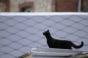 Roofs: A Black Cat walks on a roof Yport France