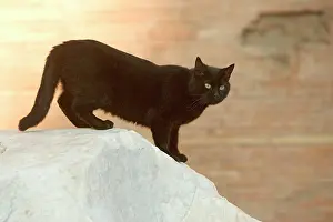 Lucky: Black CAT on wall