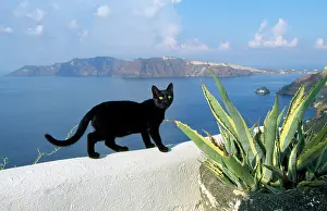Santorini: Black Cat - on wall