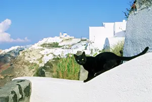 Santorini: Black Cat - on wall