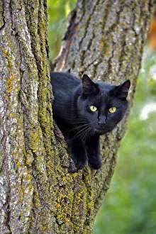 080519: Black Cat with yellow eyes sitting in tree, closeup